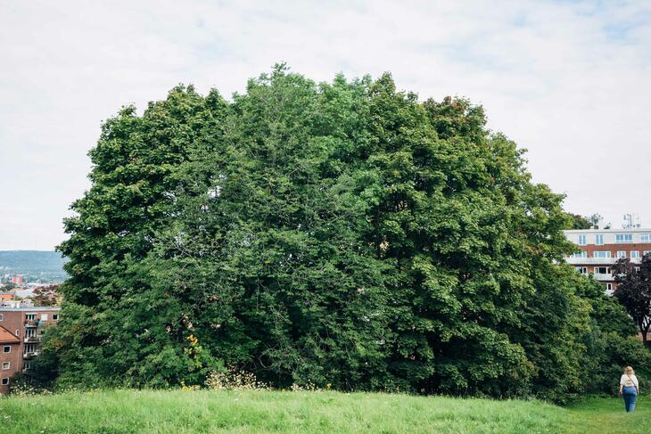 Jente som går tur i et sommerlandskap med store løvtrær.
