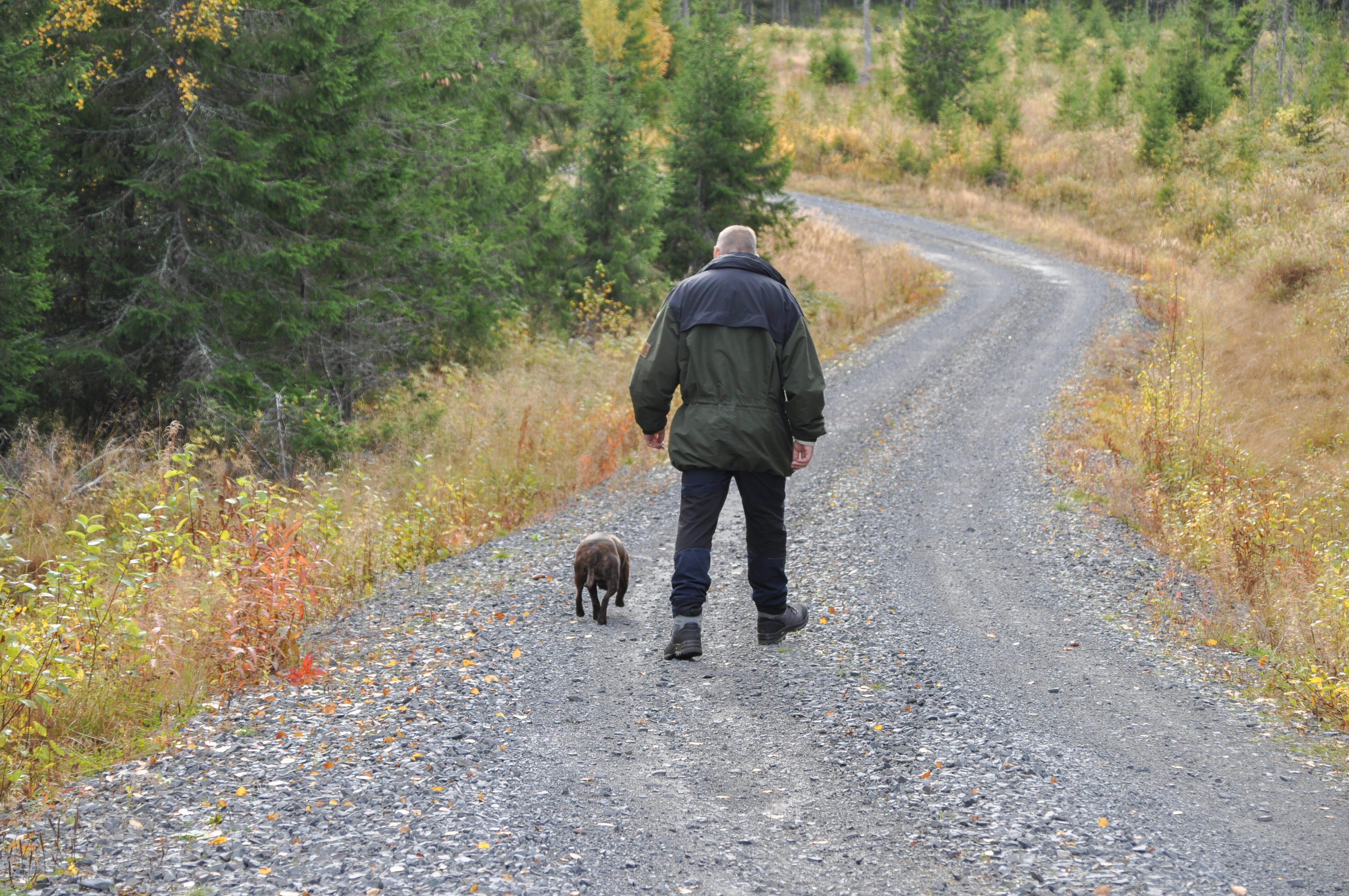 Mann som går tur med hund på en grusvei i høstlandskap.